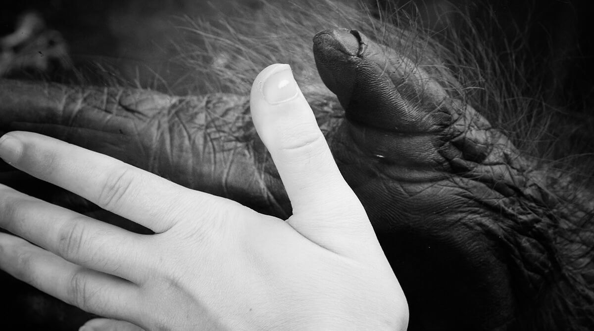 Close-up van een hand van een aap en een jongen Close-up van een hand van een aap en een jongen